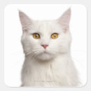 Search for 8 month stickers Feline