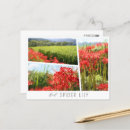 Search for red spider Flower