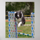 Search for agility posters Pets
