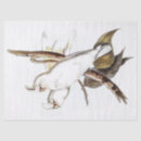 Search for parrot tissue paper Parakeet