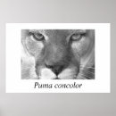 Search for puma mountain cat posters Lion
