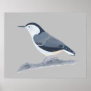 Search for nuthatch White