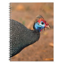 Search for guinea fowl gifts Africa