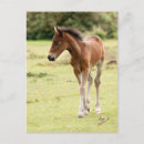 Search for foals postcards Colt