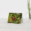 Search for tanager cards Nature