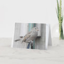 Search for sparrow cards Photography