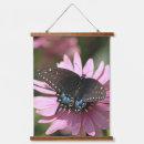 Search for black swallowtail Coneflower