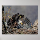 Search for baby eagle posters Birds of prey