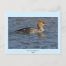 Search for merganser duck Animals