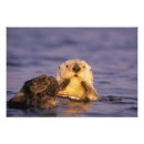 Search for cute otter posters Animal