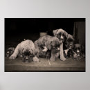 Search for boxer puppy posters Puppies