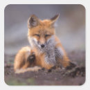 Search for red fox stickers Baby