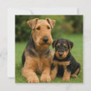 Search for airedale invitations Terrier