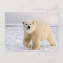 Search for ursus postcards Steve kazlowski