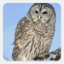 Search for nocturnal stickers Tree