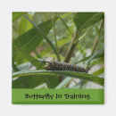 Search for bug pictures magnets Nature