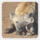 Search for hyena stickers Wildlife