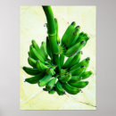 Search for tropical fruit photography Fruits