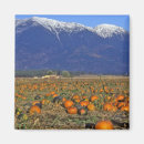 Search for the pumpkin patch magnets Orange