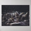 Search for wolf pack posters Wildlife