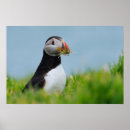 Search for auk posters Atlantic