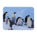 Search for coast rectangular magnets Animal