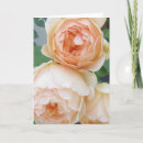 Search for rosa cards Flowers