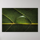 Search for droplets posters Nature