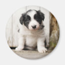 Search for border collies magnets Photography