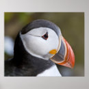 Search for atlantic puffin posters Ralph h bendjebar
