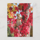 Search for cute squirrel pictures postcards Autumn