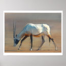 Search for oryx Arabian oryx