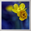 Search for buttercup art Garden