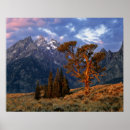 Search for lonely tree posters National park