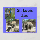 Search for zoo postcards Elephants