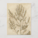 Search for foliage postcards Leaf