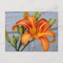Search for daylily Floral