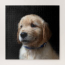 Search for golden retriever puppy puzzles Canine