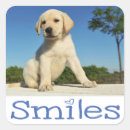 Search for labrador retriever puppy stickers Puppies