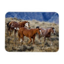 Search for quarter horses magnets Danita delimont