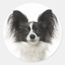 Search for papillon stickers Puppy