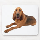 Search for bloodhound electronics Puppy