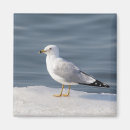 Search for ornithology magnets Wildlife