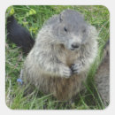 Search for marmot stickers Groundhog