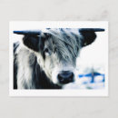 Search for cows postcards Highlands