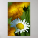 Search for daisy posters Green