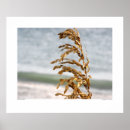 Search for sea oat art Ocean