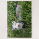 Search for ferret puzzles Cute