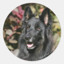 Search for deutscher stickers Alsatian