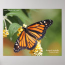 Search for monarch butterfly posters Bugs